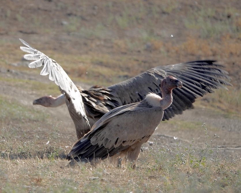 Griffon vulture